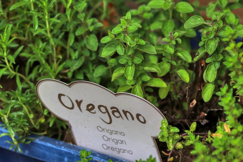 oregano kitchen aroma herb