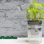 grow houseplants in water