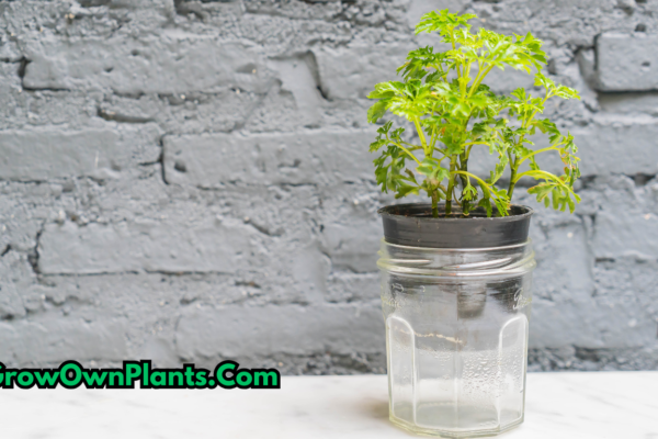 grow houseplants in water