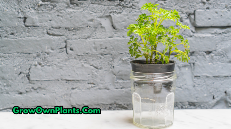 grow houseplants in water