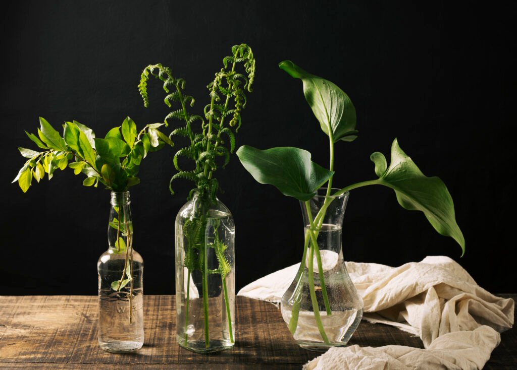 growing houseplant in water