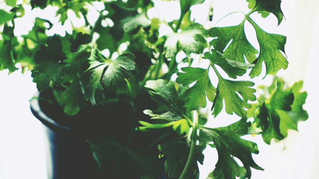 Close-up of vibrant parsley leaves growing indoors, thriving in a pot.
