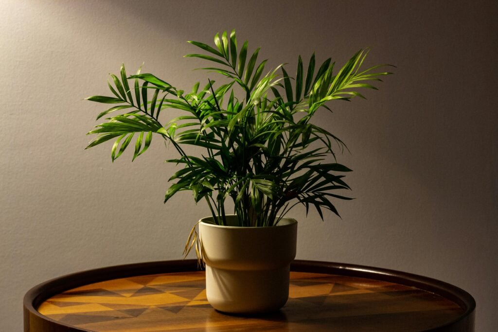 areca palm indoor plant
