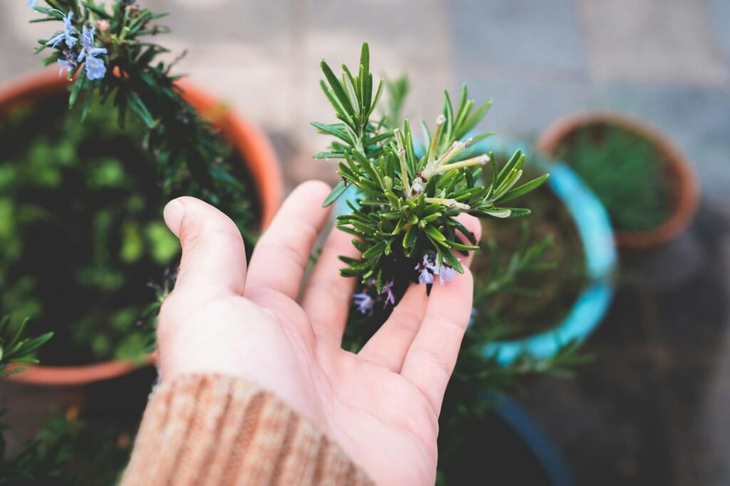 rosemary herb indoors