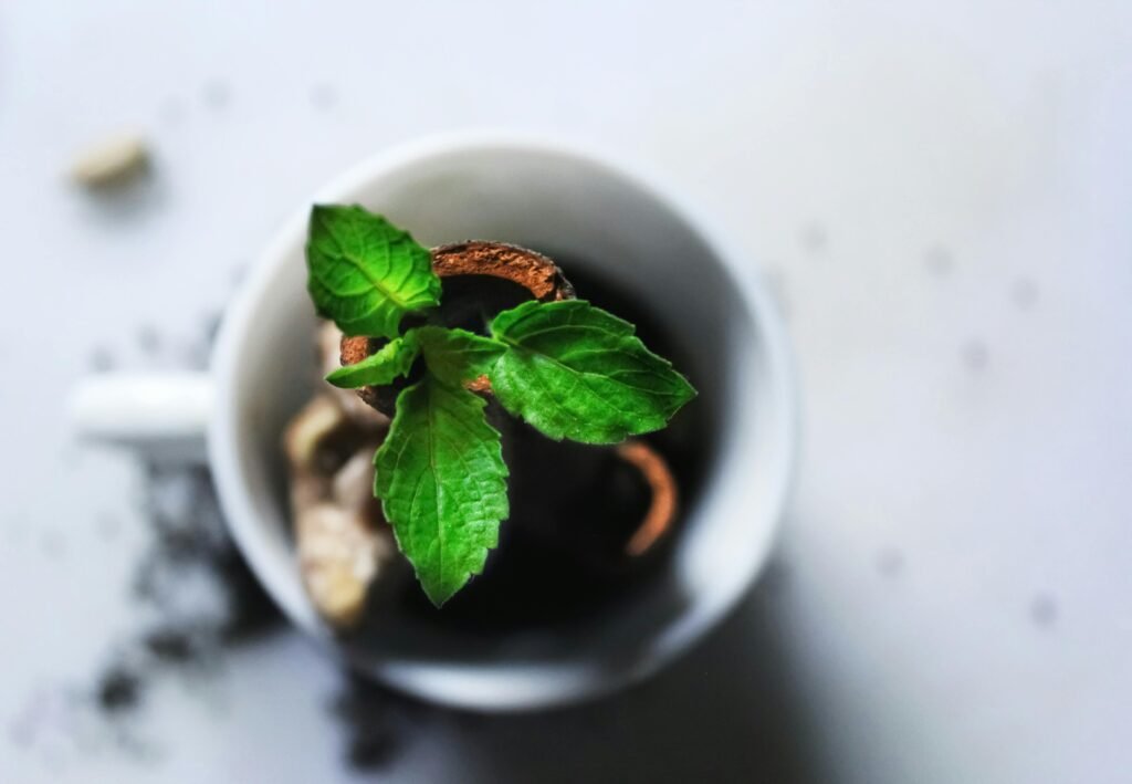 mint plant in a ceramic pot