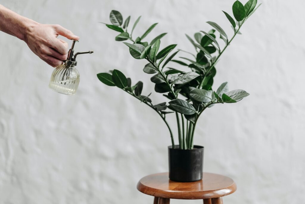 zz indoor plant