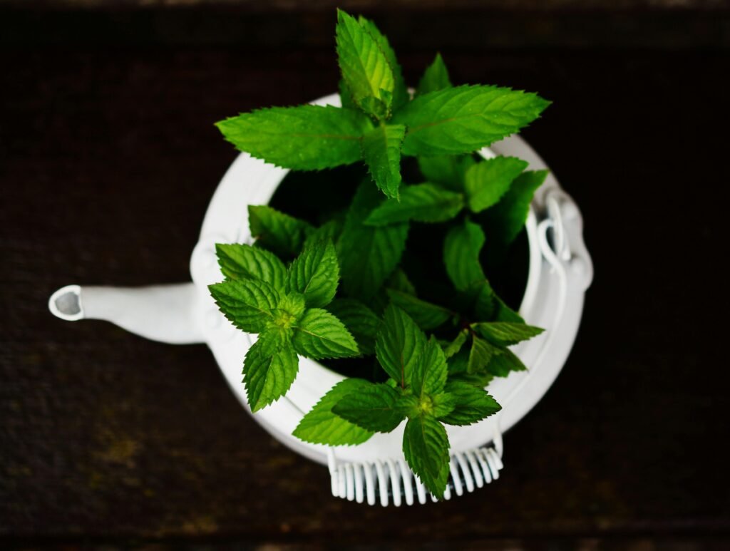 mint plant indoor